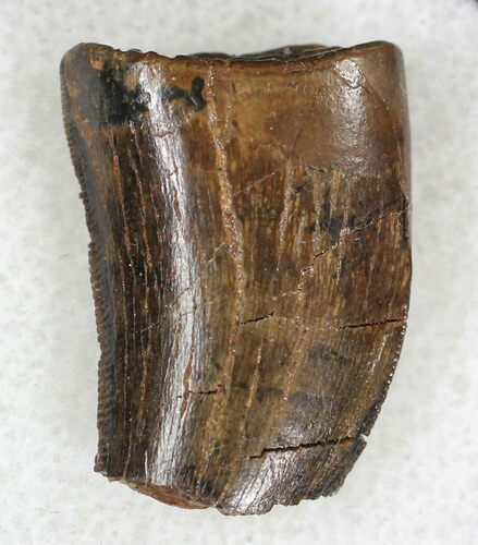 Partial Tyrannosaur Tooth - Montana #21412